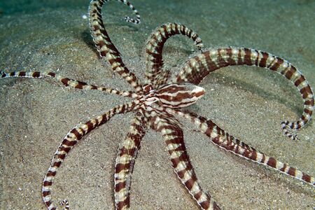 Mimic octopus in the Red Sea.の写真素材