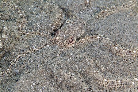 Mimic octopus in the Red Sea.の写真素材