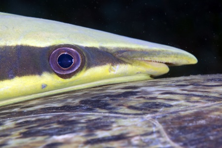 Close-up of sharksucker (remora)の写真素材