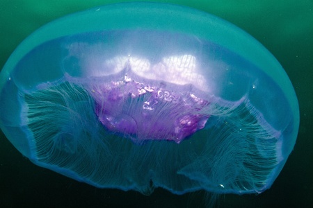 Moon jellyfish in the Red Seaの写真素材
