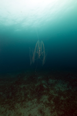 Jellyfish in the Red Seaの写真素材