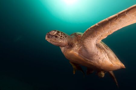 Green turtle in the Red Seaの写真素材