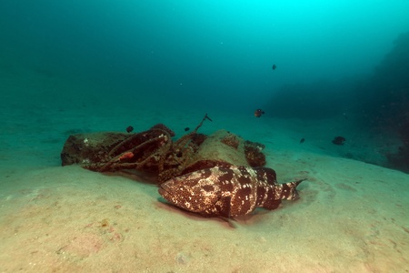 Malabar grouper in the Red Sea