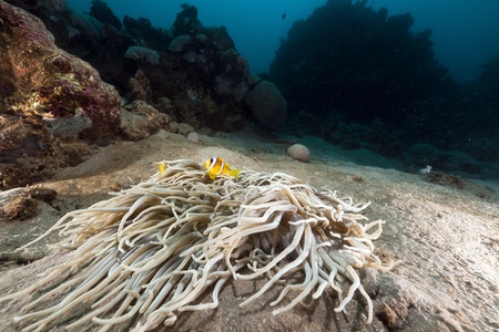 Leathery anemoen and anemonefish in the Red Seaの写真素材