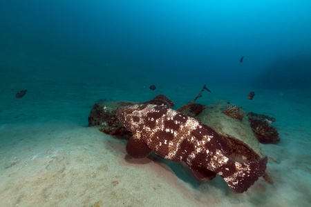 Malabar grouper in the Red Seaの写真素材