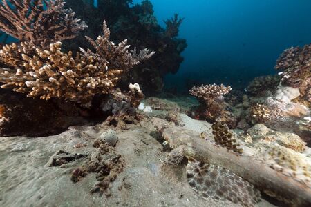 Crocodilefish and coral in the Red Seaの写真素材