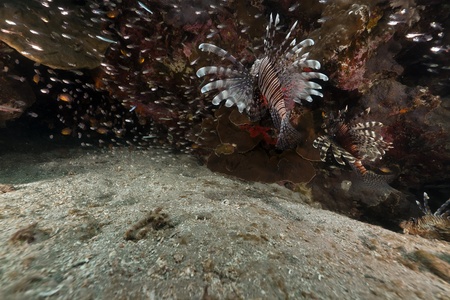 Lionfish hunting  in the Red Seaの写真素材