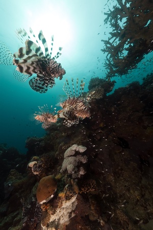 Lionfish hunting  in the Red Seaの写真素材
