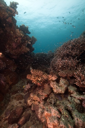Topical fish and coral in the Red Seaの写真素材