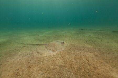 Darkspotted stingray in the Red Seaの写真素材