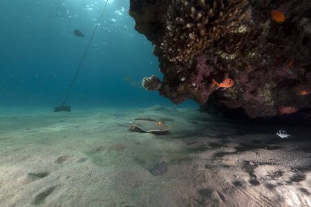 Topical fish and coral in the Red Seaの写真素材