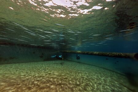 Needlefish and divers in the Red Seaの写真素材