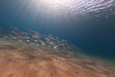 Striped mackerel in the Red Seaの写真素材