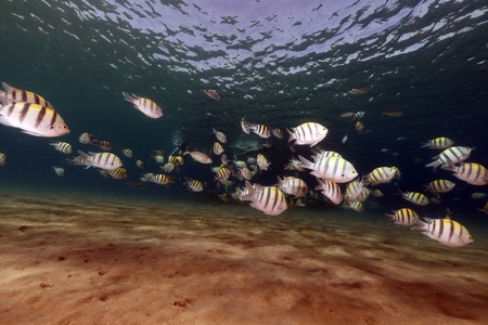 Sergeantfish and tropical reef in the Red Seaの写真素材