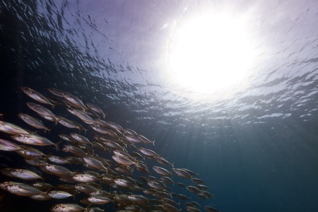 Striped mackerel in the Red Sea