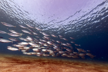 Striped mackerel in the Red Seaの写真素材