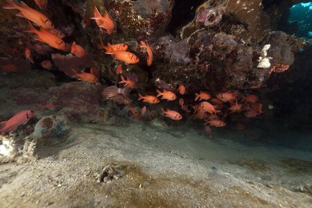 Fish and tropical reef in the Red Seaの写真素材