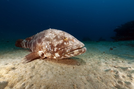 Malabar grouper in the Red Seaの写真素材