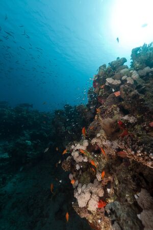 Coral reef and fish in the Red Seaの写真素材