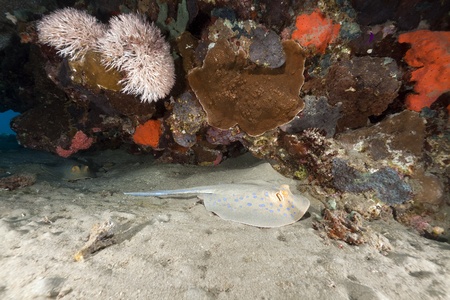 Bluespotted stingray and  tropical reef in the Red Sea