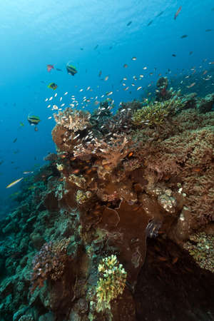 Fish and tropical reef in the Red Seaの写真素材