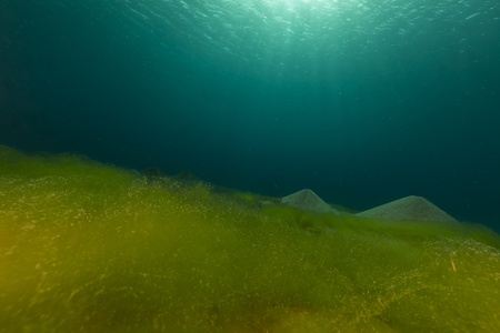 Blue ocean, sandy bottem and algae in the Red Sea.の写真素材