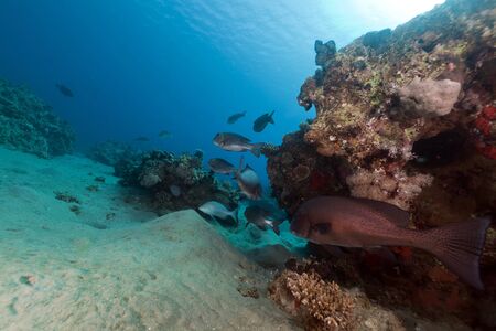 Fish and tropical reef in the Red Seaの写真素材