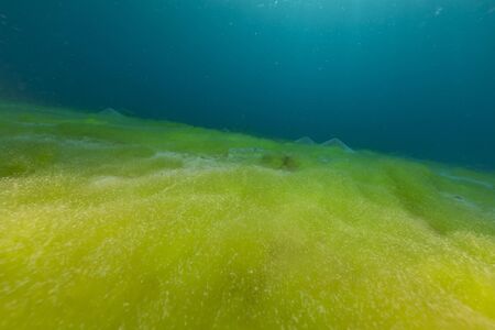 Blue ocean, sandy bottem and algae in the Red Sea.の写真素材