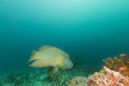 Napoleon wrasse in the Red Seaの写真素材