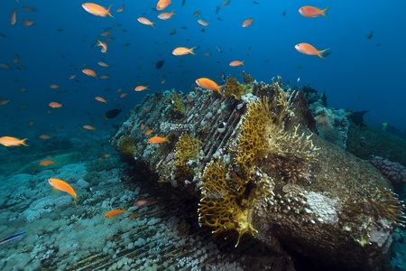 Remains and cargo of the Yolanda in the Red Seaの写真素材