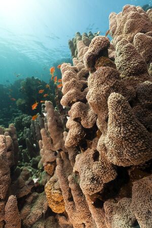 Tropical underwater scenery in the Red Seaの写真素材
