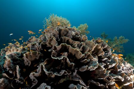 Elephant ear coral in the Red Seaの写真素材