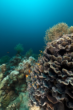 Elephant ear coral in the Red Seaの写真素材