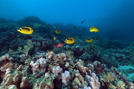 Raccoon butterflyfishes in the Red Seaの写真素材