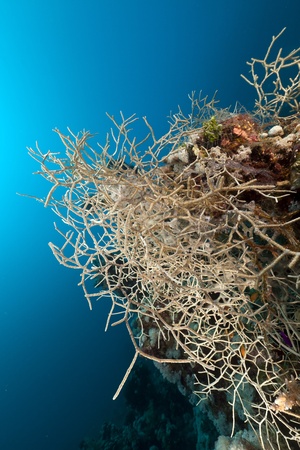 Noded horny coral in the Red Seaの写真素材