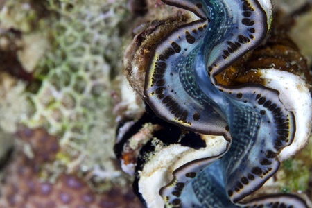 Giant clam detail in the Red Sea.の写真素材