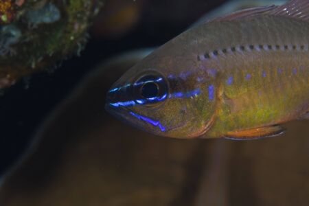 Flower cardinalfish close-up.
