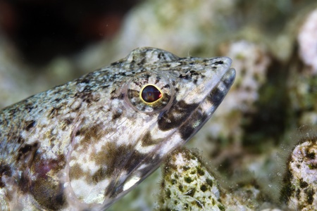Close-up of a lizardfish in the Red Seaの写真素材