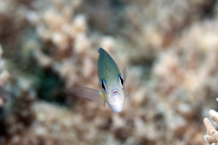 Arabian chromis in the Red Sea.の写真素材