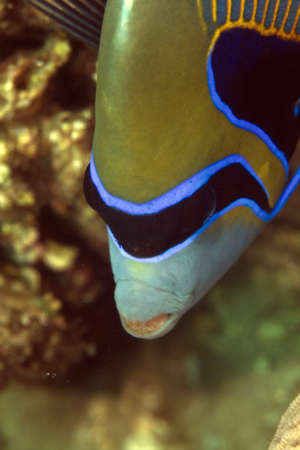 Emperor angelfish in the Red Sea