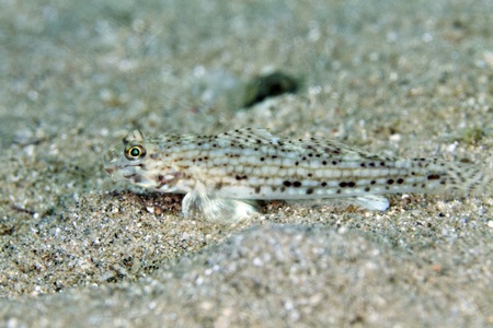 Decorated goby in the Red Sea.