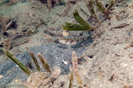 Ornate shrimpgoby in the Red Sea.の写真素材