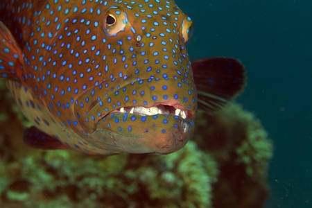 Coralgrouper close-up in the Red Sea