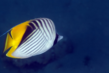 Threadfin butterflyfish in the Red Sea.の写真素材
