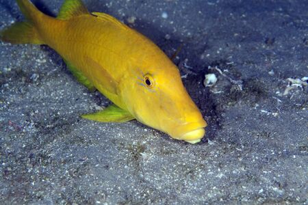 Yellowsaddle goatfish in the Red Sea.の写真素材