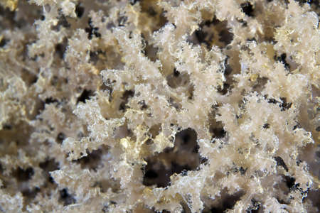 Coral texture in the Red Sea.の写真素材