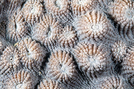 Coral texture in the Red Sea.の写真素材