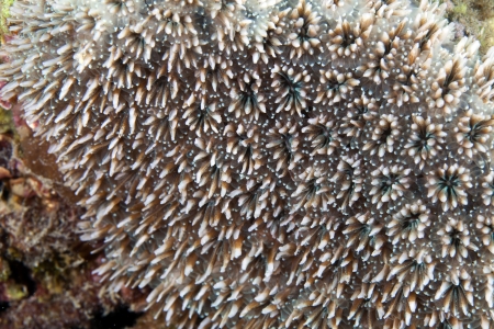 Coral texture in the Red Sea.の写真素材