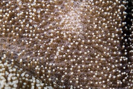 Coral texture in the Red Sea.の写真素材
