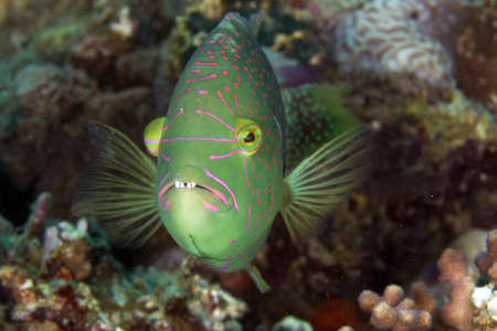 Abudjubbe wrasse in the Red Sea.の写真素材
